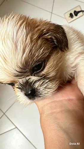 SHITZU 