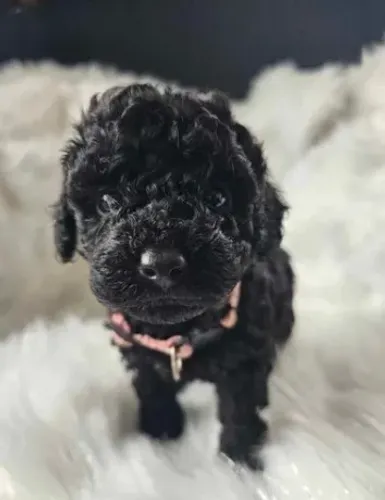 Poodle,Poodle Filhote Vacinado e Vermifugado