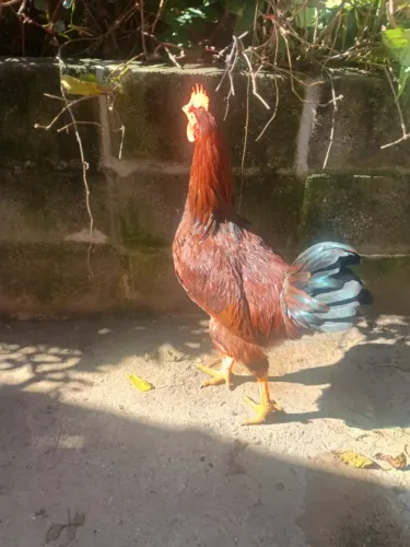 Frango caipira