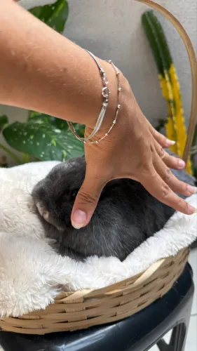 Vendo mini coelhos urgente