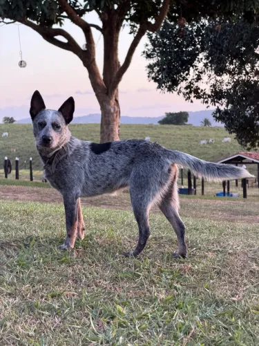 ? BLUE HEELER - FÊMEA À VENDA Boiadeiro Australiano
