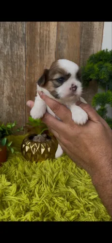 ShihTzu fêmea