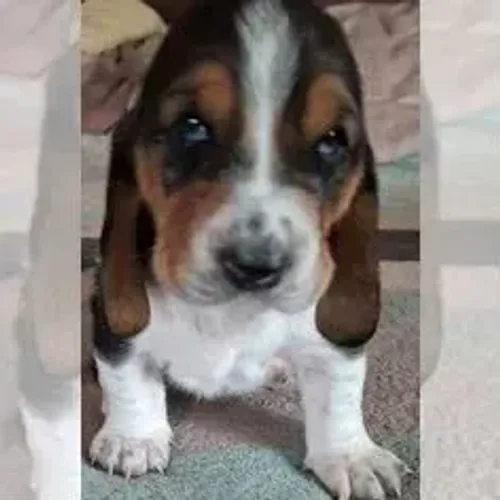 Basset Hound,Basset Hound Filhote Top Padrão da Raça