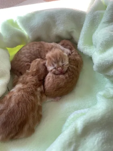 Gatinho persa laranja 