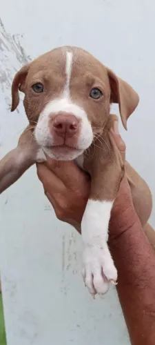 Cachorro