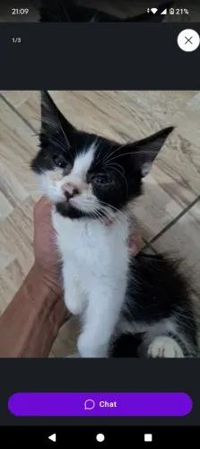 Gatinhos pra doação