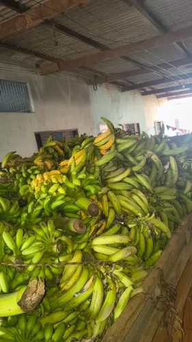 Banana comprida