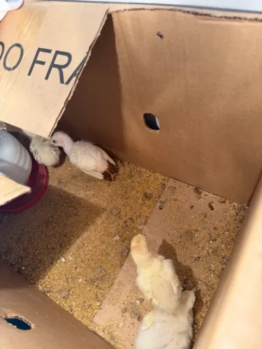 Vendo pintinhos de peru