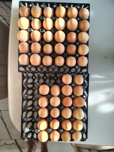 OVOS DE SERTANEJO BALÃO DISPONÍVEIS