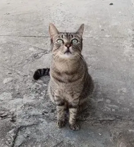 Gata castrada para adoção