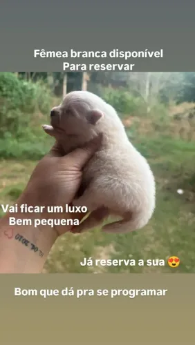 Zpits alemão disponível para reservar