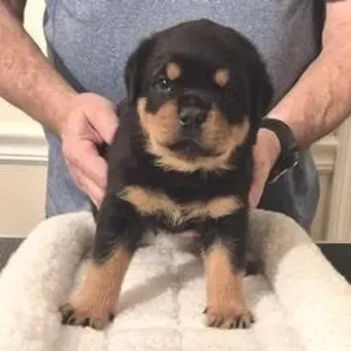 Rottweiler,Rottweiler Filhote Top Padrão da Raça