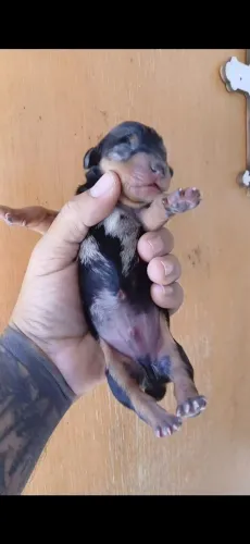 Vendo filhote macho de daschund famoso cofap