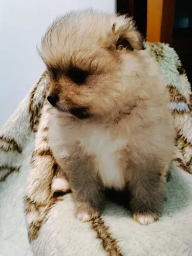 Filhote de Spitz alemão anão macho