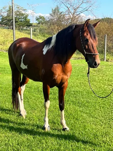 Vende se cavalos