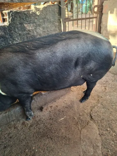 Vende-se essa leitoa