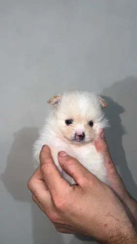 Filhote de Lulu da Pomerânia