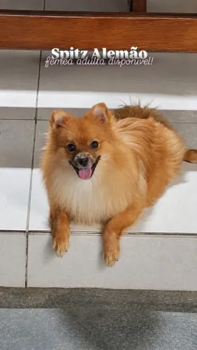 Vende-se FÊMEA de Spitz Alemão