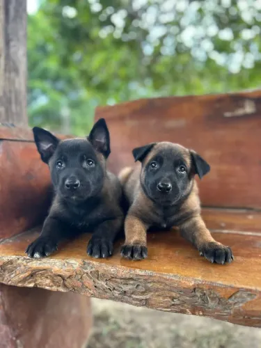 Filhotes Pastor Belga Malinois