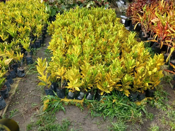 Croton brasileirinho
