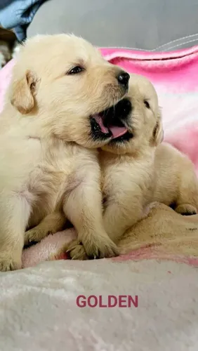 Filhote Golden Retriever, A felicidade tem quatro patas e está te esperando!