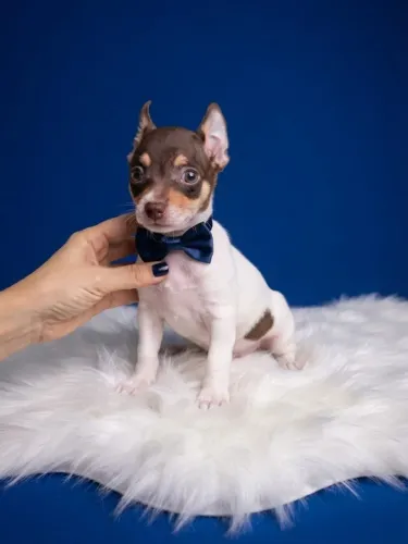 Pinscher Menino Encantador e Companheiro
