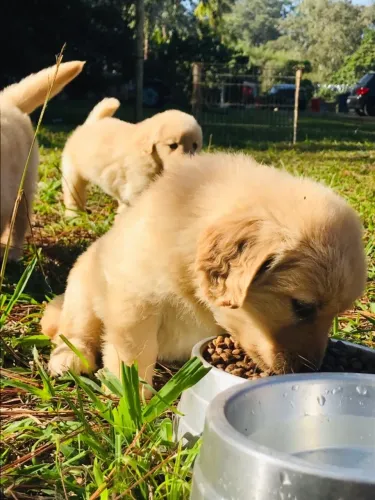 Golden Retriever: inteligência e doçura em um só cão