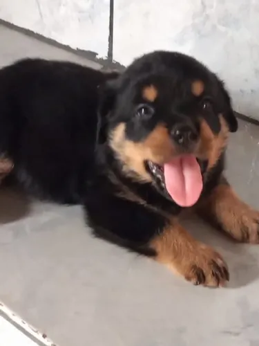 Rottweiler filhote ótima linhagem filhotes lindos 900$