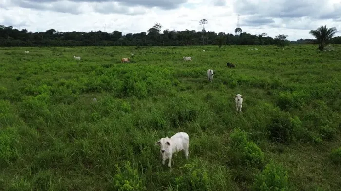 216 alqueires com 200 abertos em pasto por 20 milhões de reais há 120 km de Belém