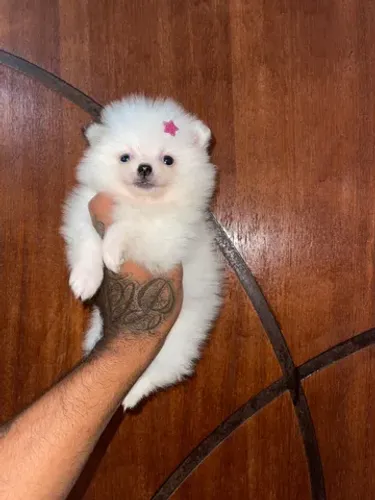 Lulu da pomerania fêmea anao branca 