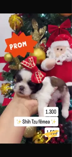Shih Tzu fêmea 
