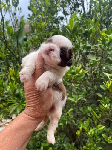 Shih-Tzu Miniatura Macho Tricolor Amoroso e Cheio de Energia