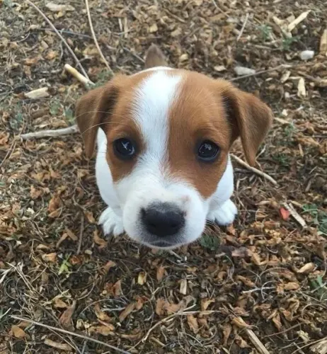 Belos Jack Russell