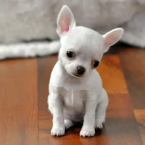 chihuahua filhotes com garantia de raça
