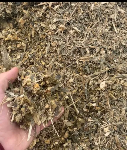 Silagem de Milho ? - 100% dos Grãos 