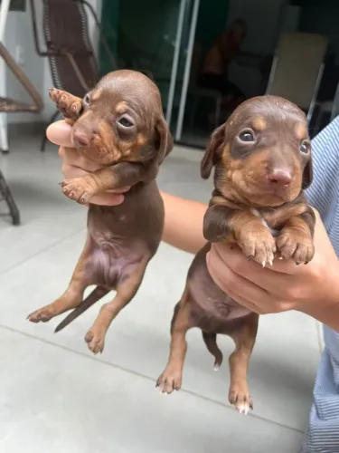 Filhote Salsicha Macho