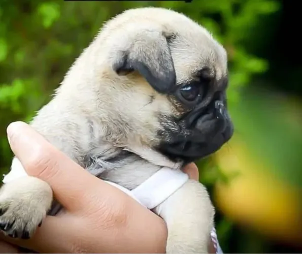Pug filhotinha a venda corpinho lindo e compacto
