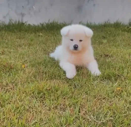 Filhote Akita Inu do filme pra sempre ao seu lado
