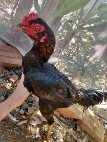 GALOS INDIOS NO PRECINHO