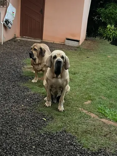 fila brasileiro