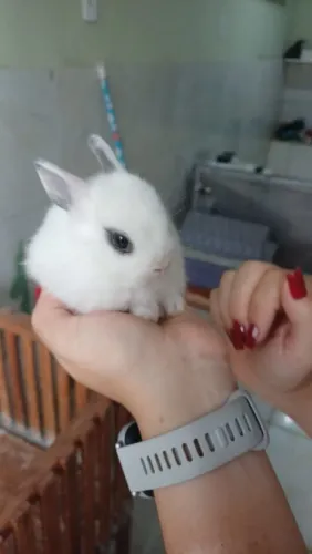 Mini coelho de Netherland