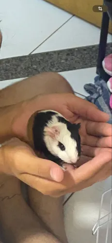 Vendo filhotes de porquinho da índia 