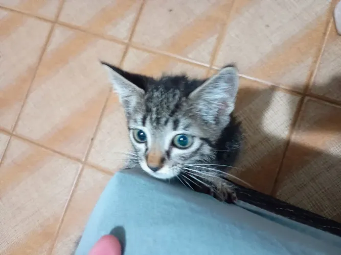 gatinho pra doação 