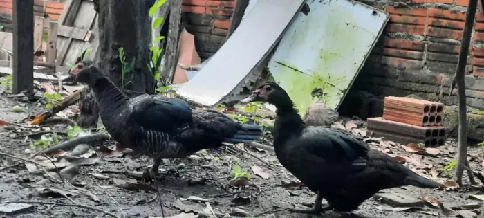 Vendo duas patas, 110 reais