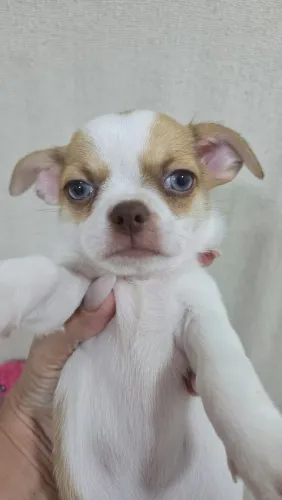 Chihuahuas Machos, Linhagem Importada em 10x no Cartão. Entregamos 