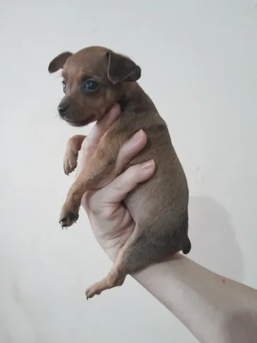 Vendo Pincher 0 (machinho) 45 dias vacinado e vermifulgado,valor 700 reais