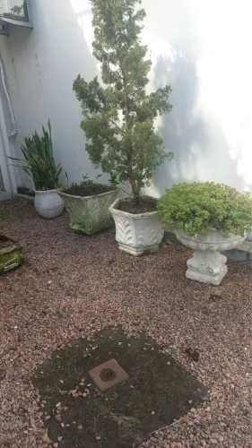 Vasos de plantas