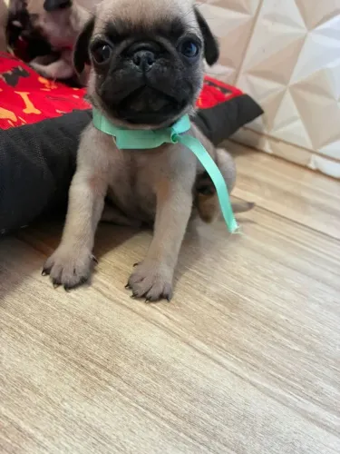 Pug filhote