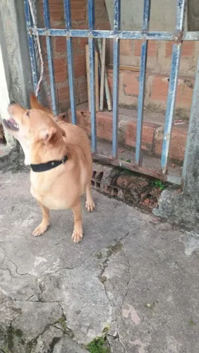 Cachorra pra doação 