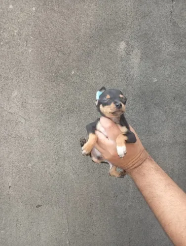 Olha essa fofura! Pinscher filhote disponível
